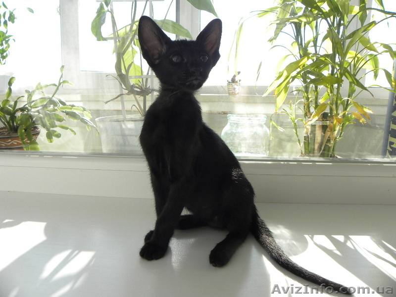 черный ориентальный мальчик - <ro>Изображение</ro><ru>Изображение</ru> #1, <ru>Объявление</ru> #249261