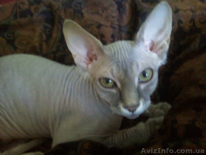 Удивительный, ласковый котенок канадского сфинкса любящим хозяевам - <ro>Изображение</ro><ru>Изображение</ru> #1, <ru>Объявление</ru> #277031