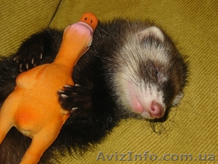 Продам щеночков декоративного хорька (фретки) - <ro>Изображение</ro><ru>Изображение</ru> #1, <ru>Объявление</ru> #257161