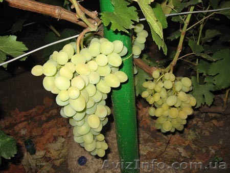Адаптированный виноград - <ro>Изображение</ro><ru>Изображение</ru> #1, <ru>Объявление</ru> #248716