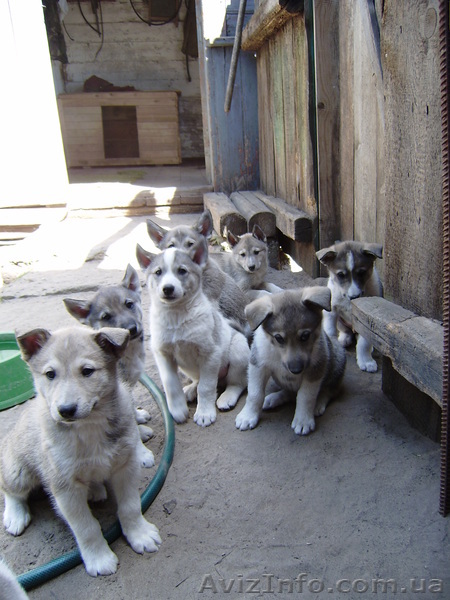Дипломированние щенки западно-сибирской лайки - <ro>Изображение</ro><ru>Изображение</ru> #1, <ru>Объявление</ru> #276469