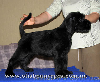 ризеншнауцер - лучшая собака - <ro>Изображение</ro><ru>Изображение</ru> #1, <ru>Объявление</ru> #257166