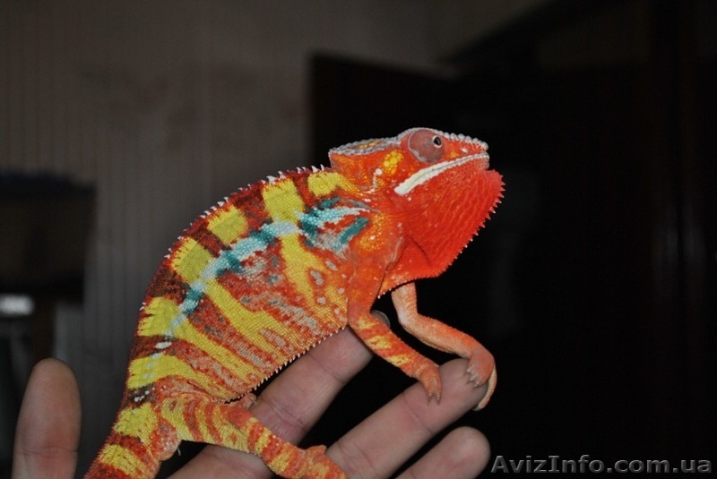 Продажа пантеровых хамелеонов по низким ценам - <ro>Изображение</ro><ru>Изображение</ru> #1, <ru>Объявление</ru> #276918