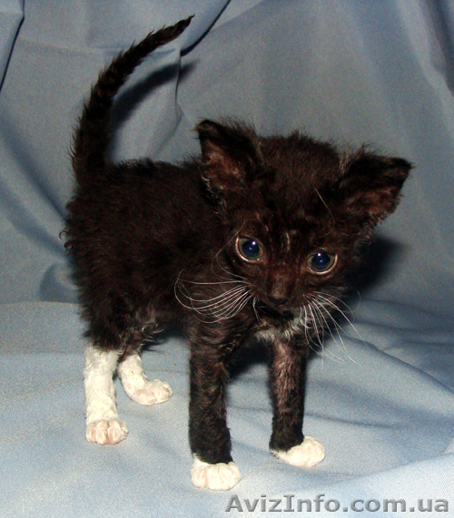 Порода кошек уральский рекс. Купить котенка. - <ro>Изображение</ro><ru>Изображение</ru> #1, <ru>Объявление</ru> #304490