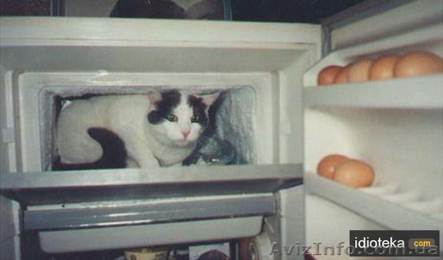 продам холодильники б/у 1-2-3х камерные. 600-700-1500гр.Днепр.Минск.Донбасс.Норд - <ro>Изображение</ro><ru>Изображение</ru> #1, <ru>Объявление</ru> #306023