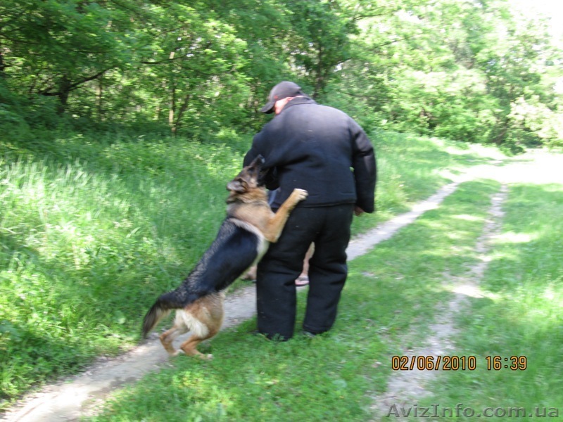 Дрессировка собак всех пород в Киеве. - <ro>Изображение</ro><ru>Изображение</ru> #1, <ru>Объявление</ru> #295322