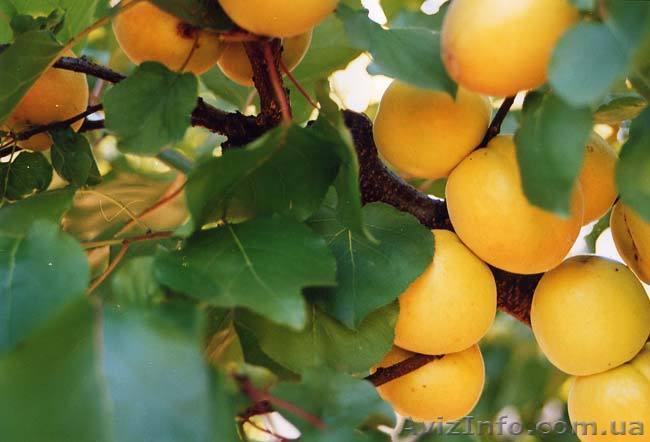 Молдавские абрикосы  - <ro>Изображение</ro><ru>Изображение</ru> #1, <ru>Объявление</ru> #305571