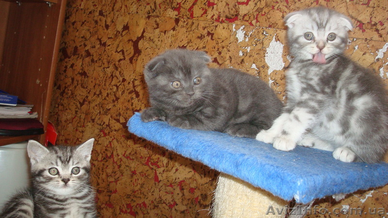 ШОТЛАНДСКИЕ КОЯТА - <ro>Изображение</ro><ru>Изображение</ru> #1, <ru>Объявление</ru> #304416