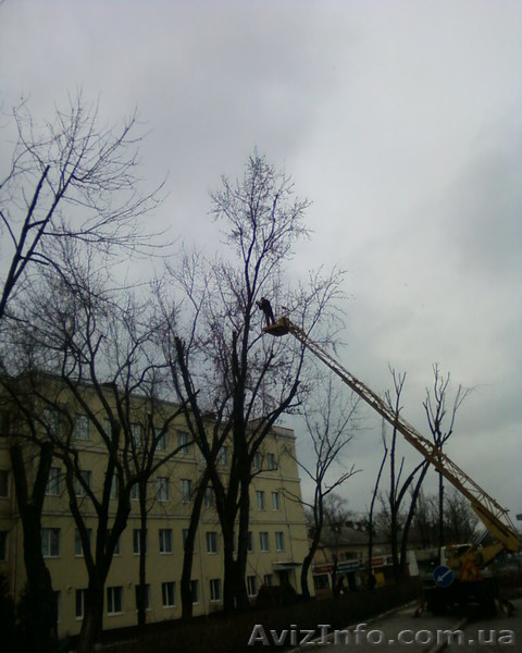 Спил деревьев .Спилить дерево - <ro>Изображение</ro><ru>Изображение</ru> #1, <ru>Объявление</ru> #307907