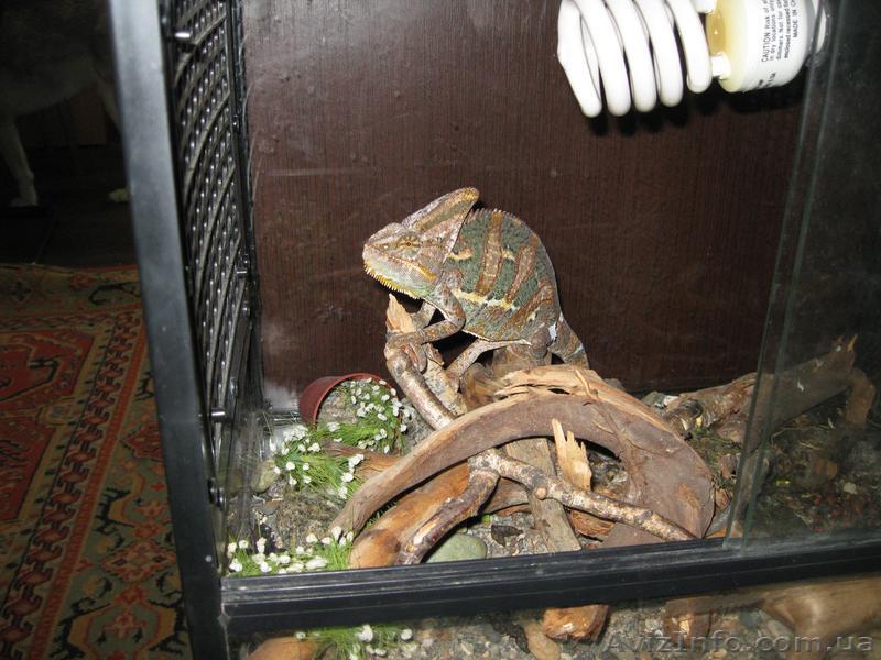 Продам Йеменского хамелеона.  - <ro>Изображение</ro><ru>Изображение</ru> #1, <ru>Объявление</ru> #303072