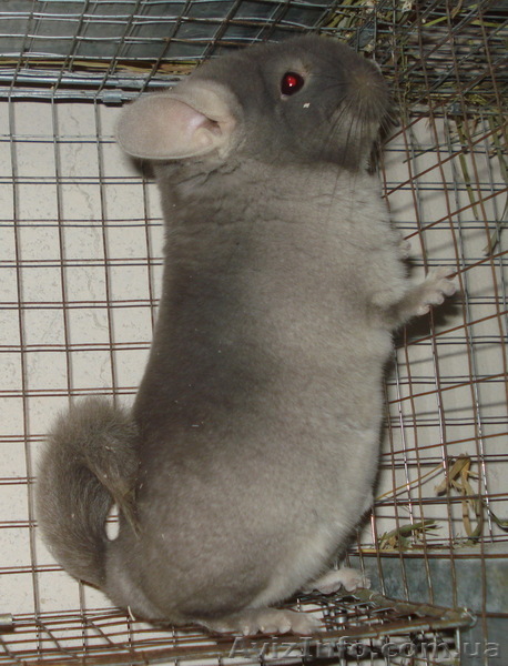 Разведение шиншиллы - сотрудничество  - <ro>Изображение</ro><ru>Изображение</ru> #1, <ru>Объявление</ru> #281493