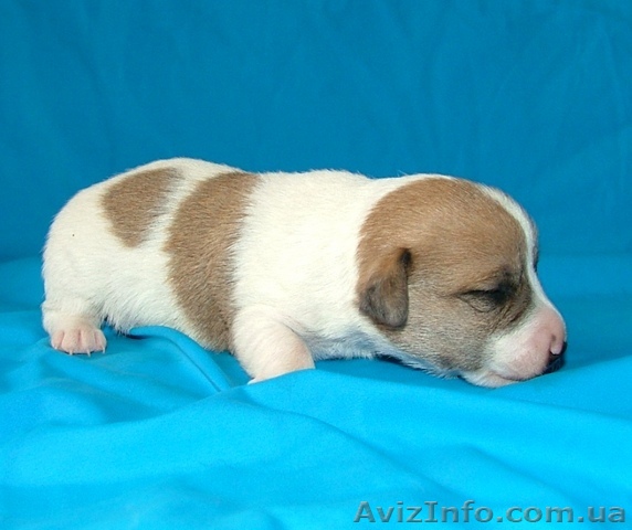 Bohema Artic-элитные гладкие щенки Джек рассел терьера - <ro>Изображение</ro><ru>Изображение</ru> #1, <ru>Объявление</ru> #308555