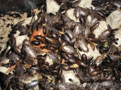 Мраморный таракан - <ro>Изображение</ro><ru>Изображение</ru> #1, <ru>Объявление</ru> #304700