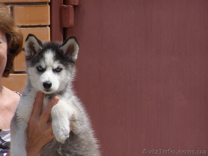 щенки сибирский хаски, самоед - <ro>Изображение</ro><ru>Изображение</ru> #1, <ru>Объявление</ru> #296663