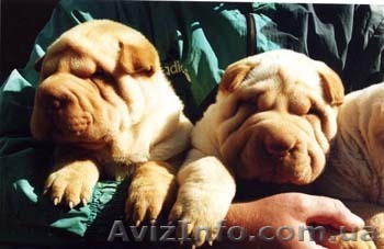 Очаровательные складочки Шар-пей! - <ro>Изображение</ro><ru>Изображение</ru> #1, <ru>Объявление</ru> #291259