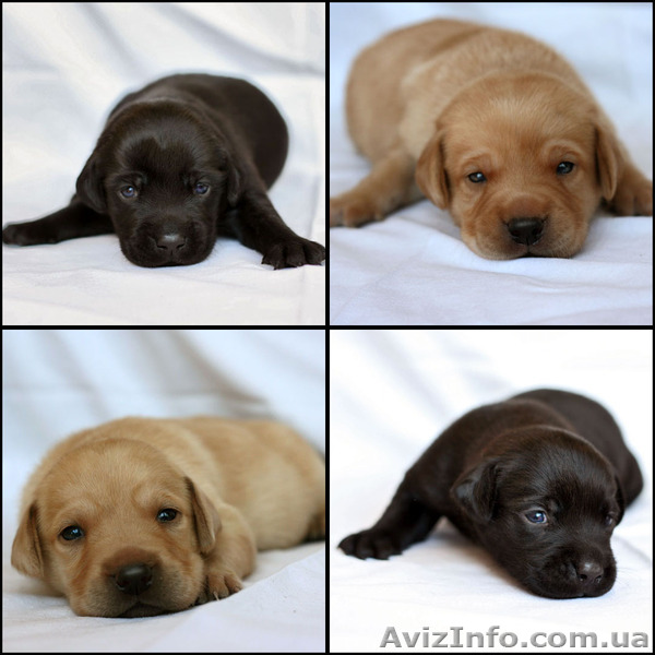 Продаются щенки лабрадора! - <ro>Изображение</ro><ru>Изображение</ru> #1, <ru>Объявление</ru> #294553