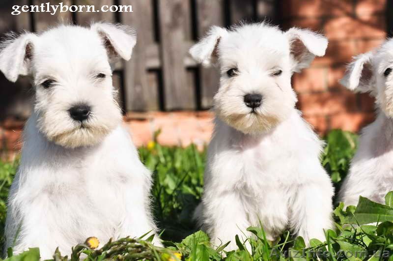 Цвергшнауцер щенки белого окраса - <ro>Изображение</ro><ru>Изображение</ru> #1, <ru>Объявление</ru> #302225