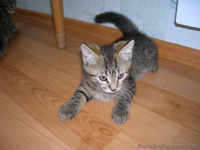 Дарю котят (Срочно). Им очень нужен дом. - <ro>Изображение</ro><ru>Изображение</ru> #1, <ru>Объявление</ru> #330029