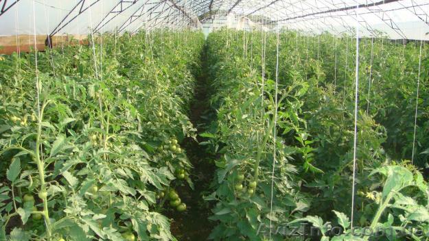 Совместная деятельность в тепличном хозяйстве. - <ro>Изображение</ro><ru>Изображение</ru> #1, <ru>Объявление</ru> #334444