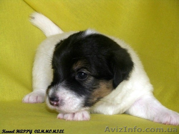 Гладкошерстные щенки Джек рассел терьера! - <ro>Изображение</ro><ru>Изображение</ru> #1, <ru>Объявление</ru> #312437