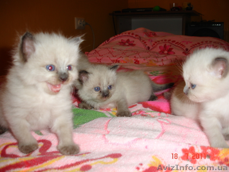 Котята невского маскарадного - <ro>Изображение</ro><ru>Изображение</ru> #1, <ru>Объявление</ru> #324970