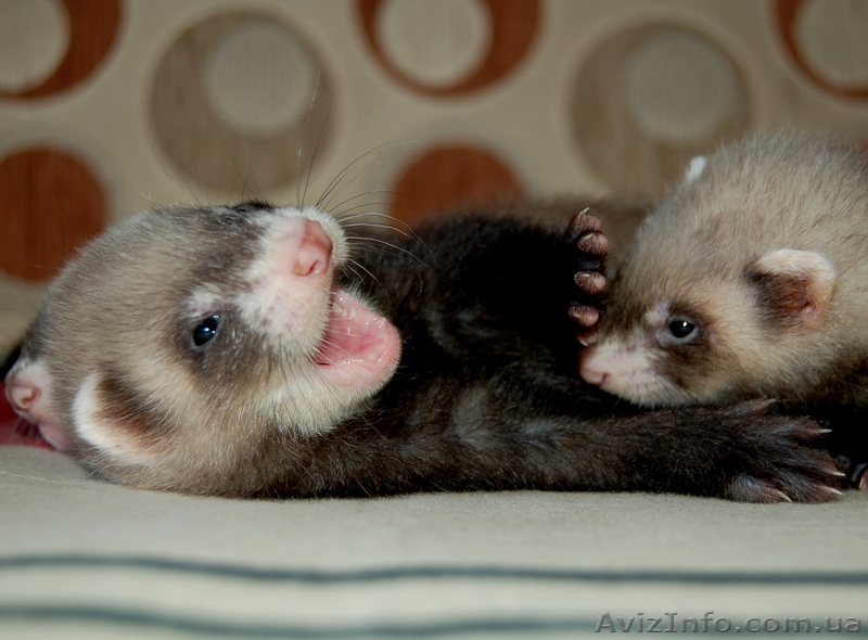 Продам Хорька (Фретку) - <ro>Изображение</ro><ru>Изображение</ru> #1, <ru>Объявление</ru> #326151