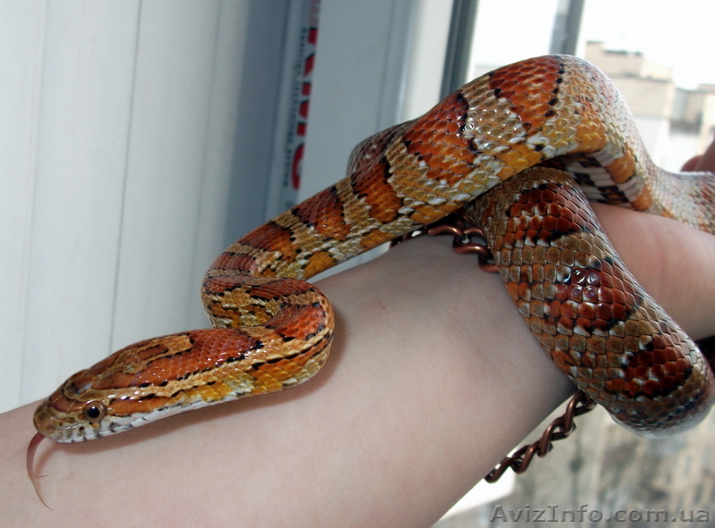 Маисовый полоз Elaphe Gutata девочка почти 2года... - <ro>Изображение</ro><ru>Изображение</ru> #1, <ru>Объявление</ru> #326157