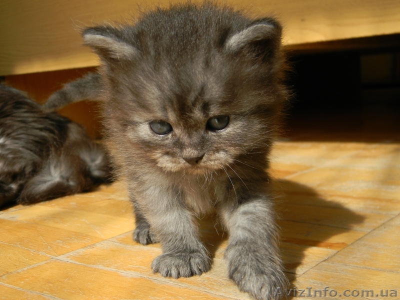 Красивые котята! - <ro>Изображение</ro><ru>Изображение</ru> #1, <ru>Объявление</ru> #324925