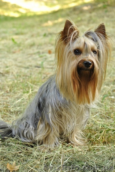 Кобель йоркширского терьера приглашает на вязку - <ro>Изображение</ro><ru>Изображение</ru> #1, <ru>Объявление</ru> #331706