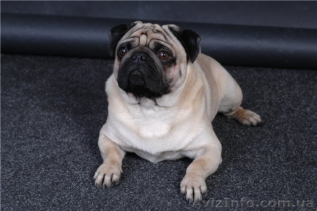 Продам щенка мопса - <ro>Изображение</ro><ru>Изображение</ru> #1, <ru>Объявление</ru> #349488