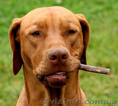 Помогу  напечатать и расклеить Ваши объявления - <ro>Изображение</ro><ru>Изображение</ru> #1, <ru>Объявление</ru> #351171