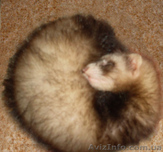 Продаются щенки фретки - <ro>Изображение</ro><ru>Изображение</ru> #1, <ru>Объявление</ru> #345240