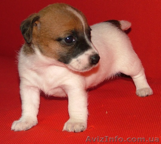 Джек рассел-элитные гладкие щенки шоу класса Профпитомник - <ro>Изображение</ro><ru>Изображение</ru> #1, <ru>Объявление</ru> #369208