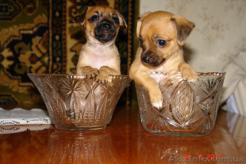 Продам щенков той терьера - <ro>Изображение</ro><ru>Изображение</ru> #1, <ru>Объявление</ru> #350156