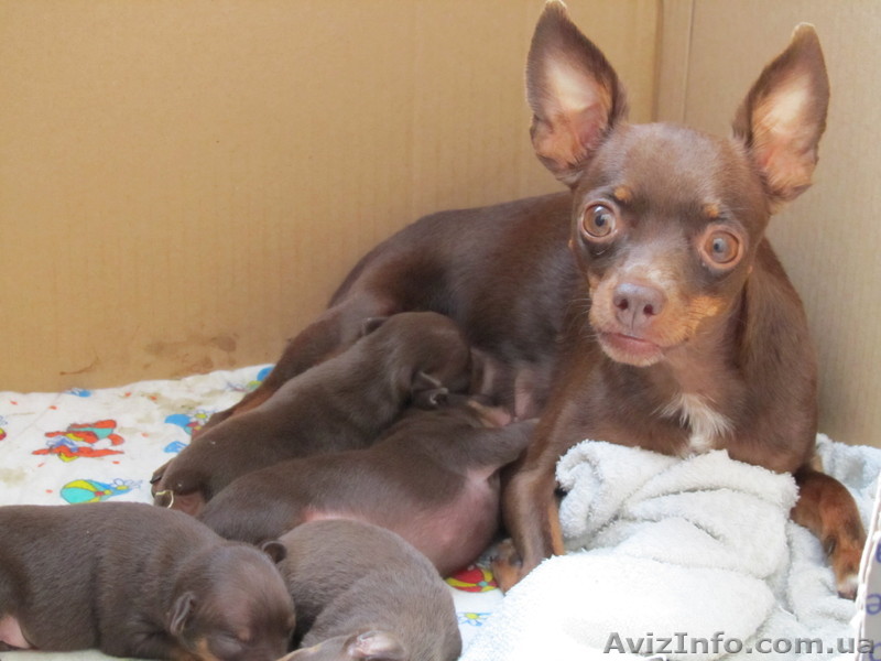  продам щеночков той-терьера - <ro>Изображение</ro><ru>Изображение</ru> #1, <ru>Объявление</ru> #364120