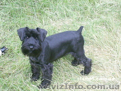 Продам цвергшнауцера за 1 500 грн. - <ro>Изображение</ro><ru>Изображение</ru> #1, <ru>Объявление</ru> #348409