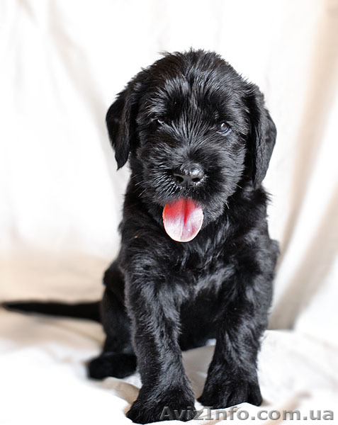 Элитные щенки ризеншнауцера - <ro>Изображение</ro><ru>Изображение</ru> #1, <ru>Объявление</ru> #346680