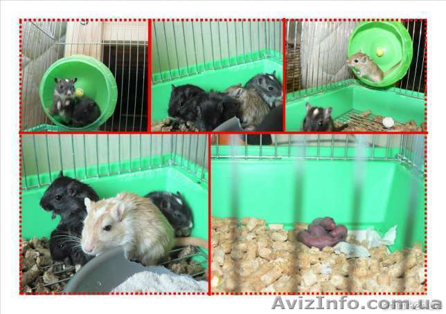 Монгольские песчанки - <ro>Изображение</ro><ru>Изображение</ru> #1, <ru>Объявление</ru> #371538