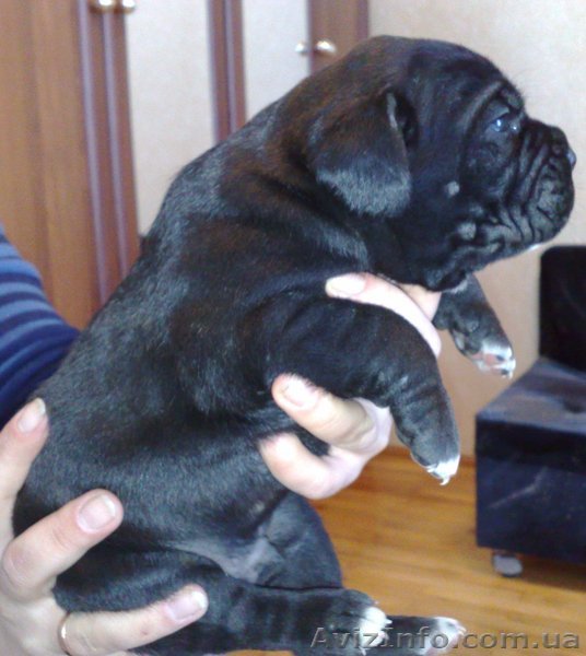 Кане Корсо щенки- возможен опт - <ro>Изображение</ro><ru>Изображение</ru> #1, <ru>Объявление</ru> #393003