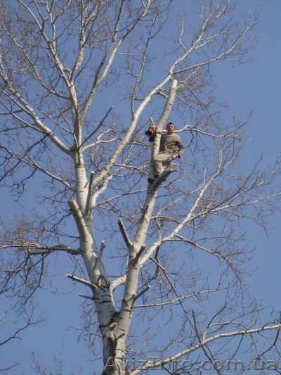 Срезка, валка, обрезка деревьев - <ro>Изображение</ro><ru>Изображение</ru> #1, <ru>Объявление</ru> #380871
