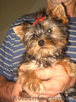 Йорочка-девочка - <ro>Изображение</ro><ru>Изображение</ru> #1, <ru>Объявление</ru> #385483