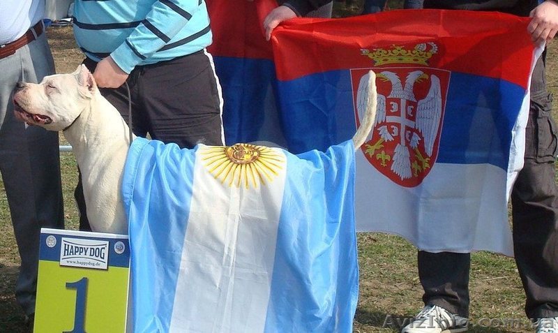 Щенки Аргентинского дога - <ro>Изображение</ro><ru>Изображение</ru> #1, <ru>Объявление</ru> #370674