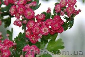 Ищем поставщиков саженцев декоративных деревьев - <ro>Изображение</ro><ru>Изображение</ru> #1, <ru>Объявление</ru> #388068