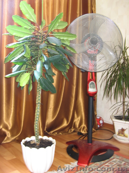 продам цветок!!! - <ro>Изображение</ro><ru>Изображение</ru> #1, <ru>Объявление</ru> #371094