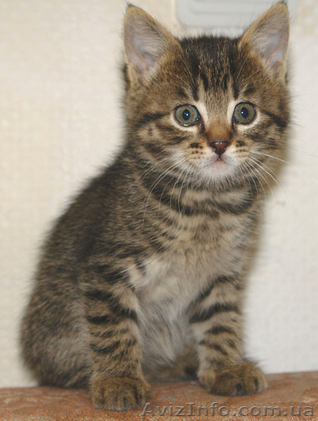 карманных полосаточек-тигров подарю - <ro>Изображение</ro><ru>Изображение</ru> #1, <ru>Объявление</ru> #383317