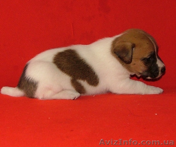 Джек рассел-Гламурные, гладкие , коротколапые щенки для выставок и для души! - <ro>Изображение</ro><ru>Изображение</ru> #1, <ru>Объявление</ru> #383860