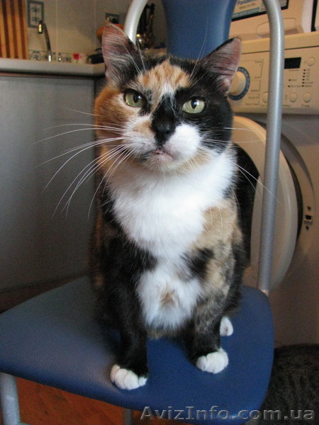Отдам кошечку хорошим людям - <ro>Изображение</ro><ru>Изображение</ru> #1, <ru>Объявление</ru> #379539