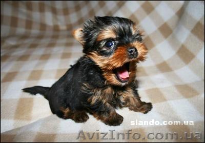 Продаются щенки Йоркширского терьера срочно!! - <ro>Изображение</ro><ru>Изображение</ru> #1, <ru>Объявление</ru> #380803