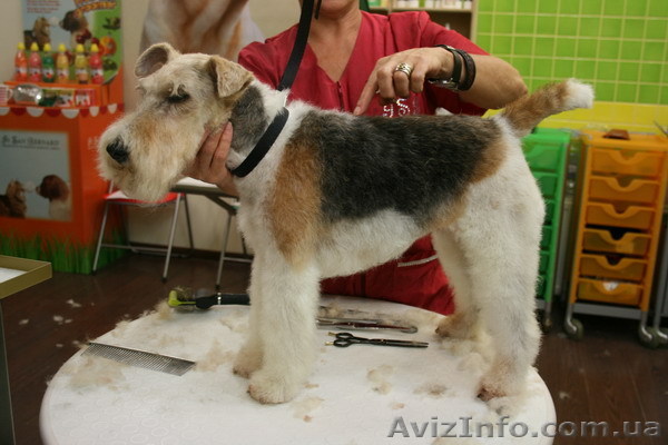 Киевская Академия Груминга - <ro>Изображение</ro><ru>Изображение</ru> #1, <ru>Объявление</ru> #417077