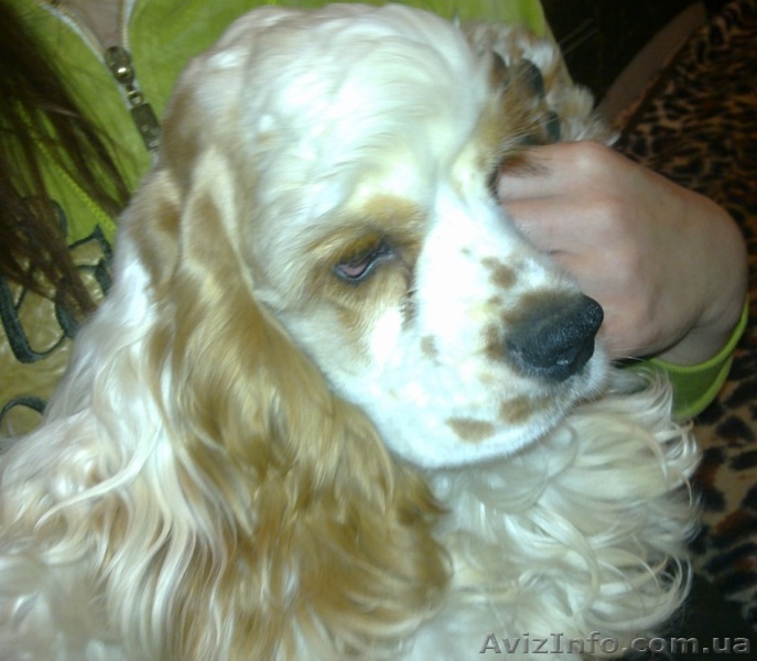 Щенки американского кокер-спаниеля, Вся Украина - <ro>Изображение</ro><ru>Изображение</ru> #1, <ru>Объявление</ru> #326406